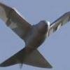 Bird robot